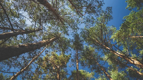 Τονισμένη εικόνα της κοιτάζοντας στο δάσος στις κορυφές των δέντρων και καθαρό γαλάζιο ουρανό — Φωτογραφία Αρχείου
