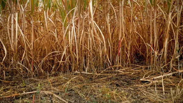 Erba secca, canna e canna sul campo in autunno — Foto Stock