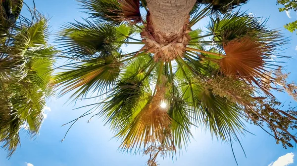 Vista desde el suelo en la parte superior de la palmera contra el cielo azul — Foto de Stock