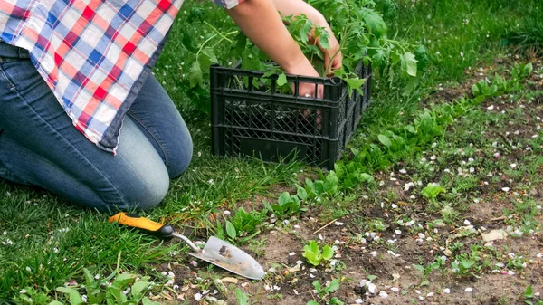 Immagine primo piano di giovane donna piantare verdure in giardino — Foto Stock