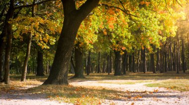 Sonbahar ormanında düşen sarı yaprakları olan kocaman bir meşe ağacı.