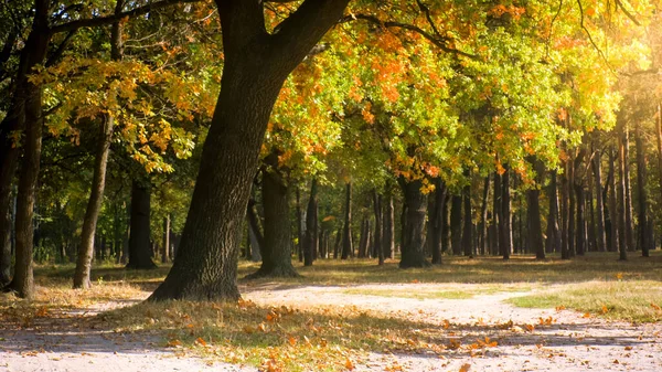 Beautiful big oak tree with falling yellow leaves in autumn forest — Stock Photo, Image