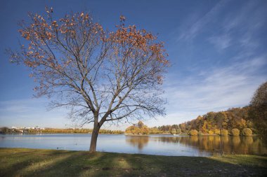 Fantastik altın yapraklar (olduğu gibi Elf Lorien) ve şaşırtıcı mavi gökyüzü (olduğu gibi Isaac Levitan resimleri) Tsaritsyn parkta Moskova'da sayesinde, fotoğraf çekimleri için ideal bir yerdir.