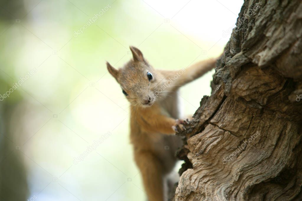 One of the well-known distinguishing features of many proteins is their ability to store nuts for the winter. Some species of squirrels bury them in the ground, others-hide in tree hollows. 