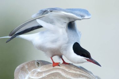 Martılar birçok masal ve gelenekleri Kuzey yarımkürede kişilere tanıdık oldukları için şaşırtıcı değil, dünya halklarının mevcut. Ernest Ingersoll 1923'te yazdığı gibi martılar aptallık ile ilişkili.