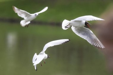 Martılar birçok masal ve gelenekleri Kuzey yarımkürede kişilere tanıdık oldukları için şaşırtıcı değil, dünya halklarının mevcut. Ernest Ingersoll 1923'te yazdığı gibi martılar aptallık ile ilişkili.