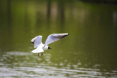 Martılar birçok masal ve gelenekleri Kuzey yarımkürede kişilere tanıdık oldukları için şaşırtıcı değil, dünya halklarının mevcut. Ernest Ingersoll 1923'te yazdığı gibi martılar aptallık ile ilişkili.