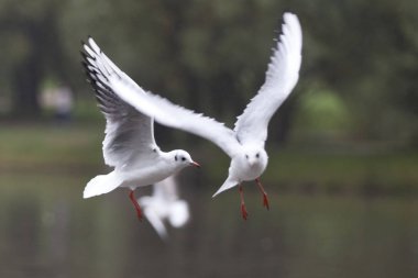 Martılar birçok masal ve gelenekleri Kuzey yarımkürede kişilere tanıdık oldukları için şaşırtıcı değil, dünya halklarının mevcut. Ernest Ingersoll 1923'te yazdığı gibi martılar aptallık ile ilişkili.