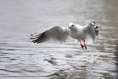 Martılar birçok masal ve gelenekleri Kuzey yarımkürede kişilere tanıdık oldukları için şaşırtıcı değil, dünya halklarının mevcut. Ernest Ingersoll 1923'te yazdığı gibi martılar aptallık ile ilişkili.