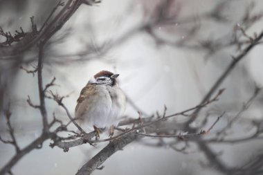 Bir serçe Hangi evlilikte doğal popüler hayal semboller, simgeler beceri ve çeviklik ve hırsızlık nedeni bir kuştur. Ritüel pratikte serçeler zararlı muska bitkileri çeşitli bilinen.