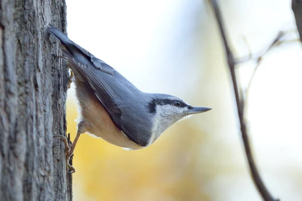 Petit Oiseau Actif Avec Une Forme Trapue Une Grosse Tête — Photo