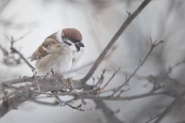 Sparv Fågel Som Folkhjälte Inneboende Äktenskap Symboler Symboler Fingerkänsla Och — Stockfoto