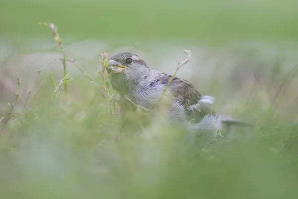 Ein Sperling Ist Ein Vogel Der Der Populären Vorstellung Der — Stockfoto