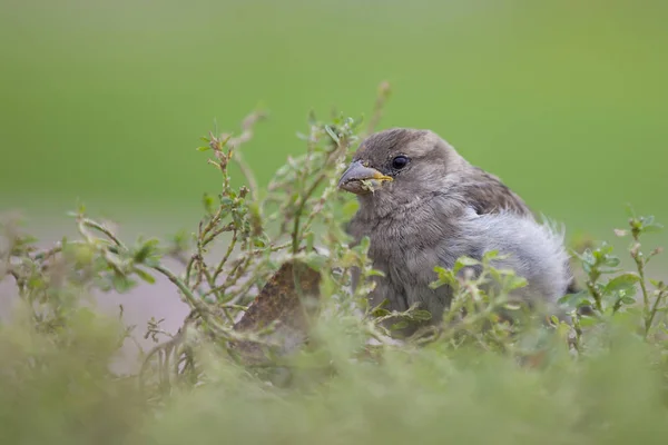 Moineau Est Oiseau Qui Dans Imagination Populaire Inhérente Aux Symboles — Photo