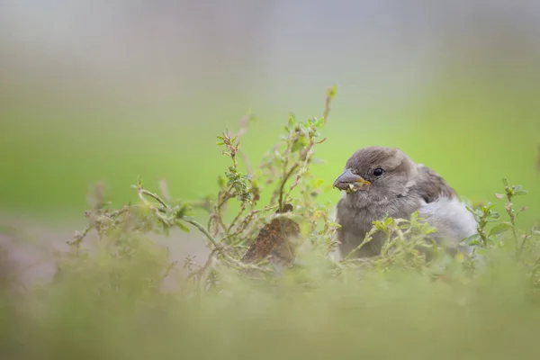 Sparv Fågel Som Folkhjälte Inneboende Äktenskap Symboler Symboler Fingerkänsla Och — Stockfoto