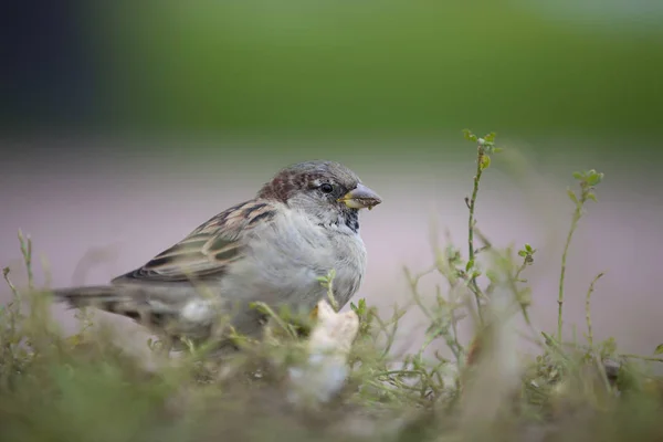 Sparv Fågel Som Folkhjälte Inneboende Äktenskap Symboler Symboler Fingerkänsla Och — Stockfoto