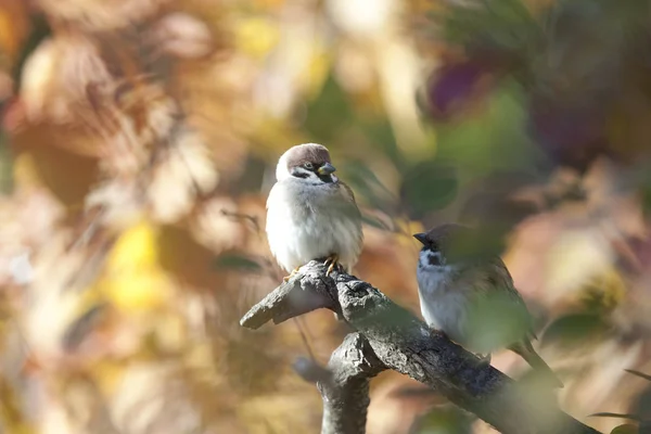 Vrabec Pták Který Populárních Představách Manželství Symboly Symboly Obratnost Hbitost — Stock fotografie