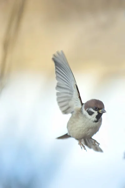 Moineau Est Oiseau Qui Dans Imagination Populaire Inhérente Aux Symboles — Photo