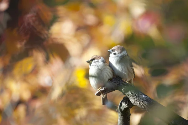 Passero Uccello Che Nella Fantasia Popolare Inerente Simboli Del Matrimonio — Foto Stock