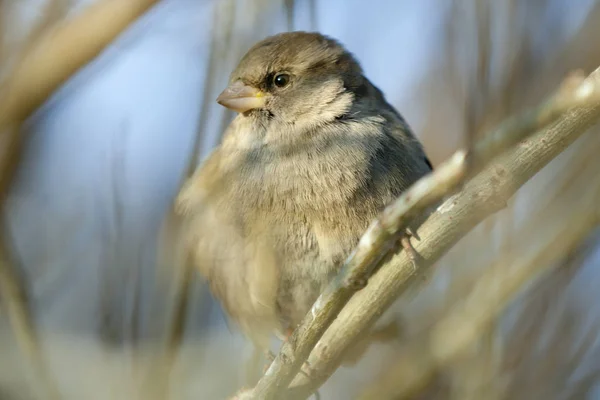 Ein Sperling Ist Ein Vogel Der Der Populären Vorstellung Der — Stockfoto