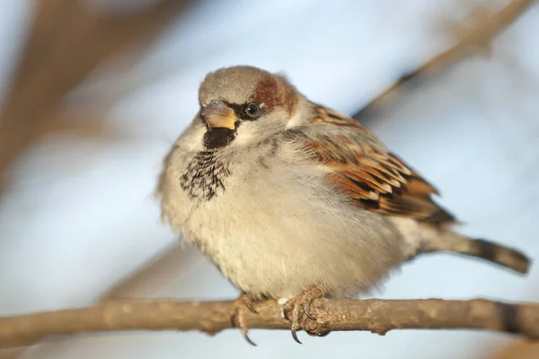 Moineau Est Oiseau Qui Dans Imagination Populaire Inhérente Aux Symboles — Photo