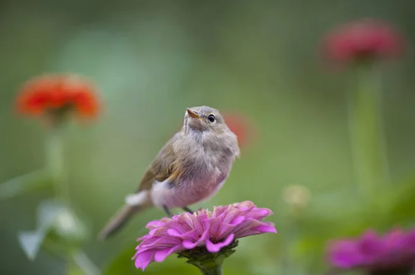 Warbler Ave Migratoria Pequeña Aparición Esta Ave Atrae Atención Gente —  Fotos de Stock