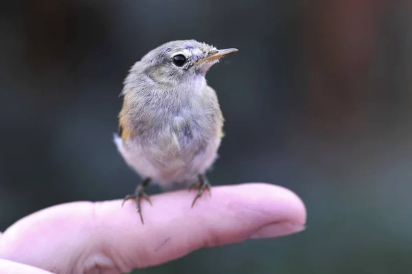 Parula Piccolo Uccello Migratorio Aspetto Questo Uccello Non Attira Attenzione — Foto Stock