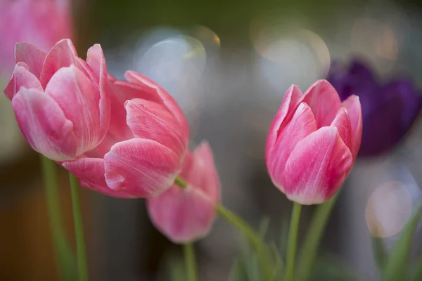 Première Mention Écrite Tulipe Appartient Aux Xii Siècles Ses Images — Photo