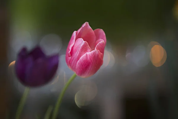 Első Írásos Említése Tulip Tartozik Xii Században Képeket Találtak Kézzel — Stock Fotó