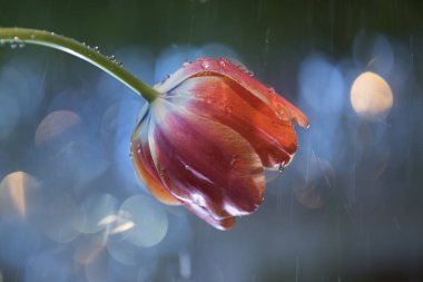 Lale ilk yazılı bahsedilmemesi XI-XII yüzyıl ait. Onun görüntüleri zaman elle yazılmış İncil'de bulundu. Antik edebi Farsça eserlerinde 