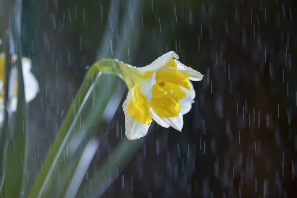 Emberemlékezet Óta Nárciszok Használták Illatszer Orvostudomány Nevét Virág Görög Narcao — Stock Fotó