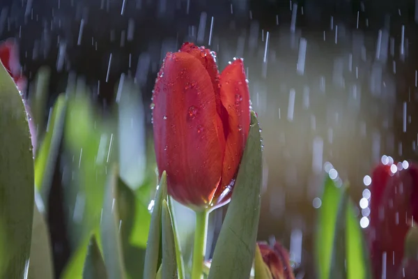 Primeira Menção Escrita Tulipa Pertence Aos Séculos Xii Suas Imagens — Fotografia de Stock