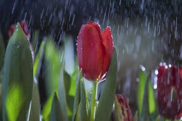 Első Írásos Említése Tulip Tartozik Xii Században Képeket Találtak Kézzel — Stock Fotó