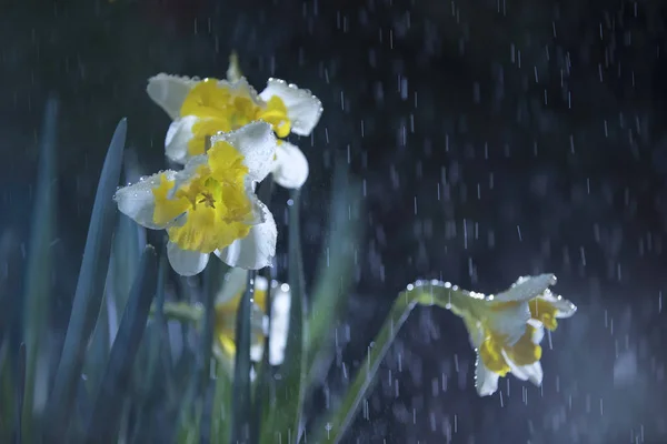 Depuis Des Temps Immémoriaux Les Jonquilles Sont Utilisées Parfumerie Médecine — Photo