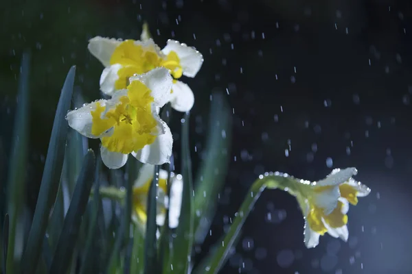 Emberemlékezet Óta Nárciszok Használták Illatszer Orvostudomány Nevét Virág Görög Narcao — Stock Fotó