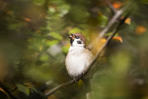 Bruant Dans Les Fourrés Des Buissons Automne — Photo