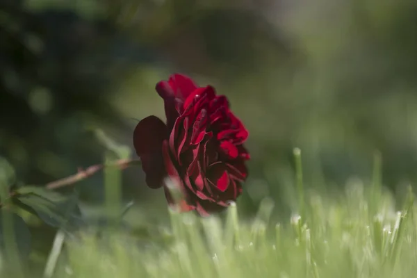 Королева Саду Чарівна Чарівна Нескінченно Мінлива Різноманітна Троянда Вже Давно — стокове фото