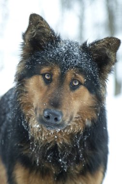 Köpekler en popüler Evcil hayvanlardır. Sadece kediler onlarla rekabet edebilir. Köpekler yüzyıllar boyunca insan yanında yaşamış, ona bağlılığını ve sevgisini kanıtlamak için yorgun değil.