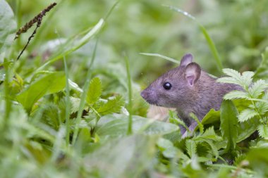 Kemirgenler tüm memelilerin en çok sayıda sipariş: türlerin % 42'den fazlasını oluşturmaktadır. Takımın temsilcileri kelimenin tam anlamıyla her yerde var.