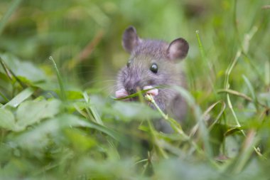 Kemirgenler tüm memelilerin en çok sayıda sipariş: türlerin % 42'den fazlasını oluşturmaktadır. Takımın temsilcileri kelimenin tam anlamıyla her yerde var.
