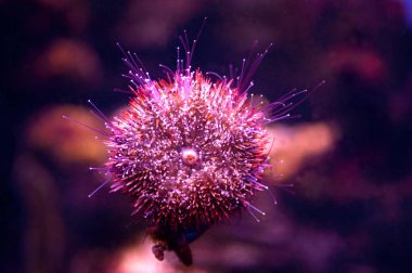 karada bulunamayan güzel hayvanlardan biri denizyıldızıdır. Dalgıçlar sıcak denizlerde dalış genellikle bu sıradışı ve ilginç yaratıklar hayran yönetmek.