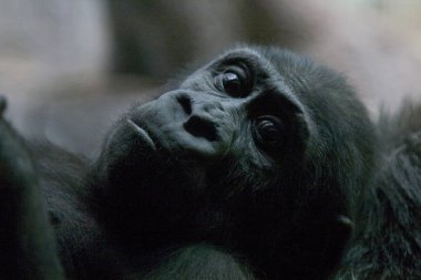 Maymunun beyni de çok iyi gelişmiştir, maymunlarla zeka açısından hayvan dünyasının diğer temsilcileri arasında yunuslar dışında rekabet edebilir. MaymunlarAnlamlı eylemlerden sorumlu tüm beyin bölgelerine sahiptir..