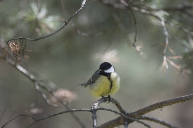 Bilim adamlarının-ornitologların çalışmaları bugün 10.699 kuş türünü tanımlamıştır. Bu yüksek omurgalıların en çeşitli ve çok sayıda gruptur
