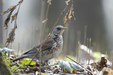 Bilim adamlarının-ornitologların çalışmaları bugün 10.699 kuş türünü tanımlamıştır. Bu yüksek omurgalıların en çeşitli ve çok sayıda gruptur