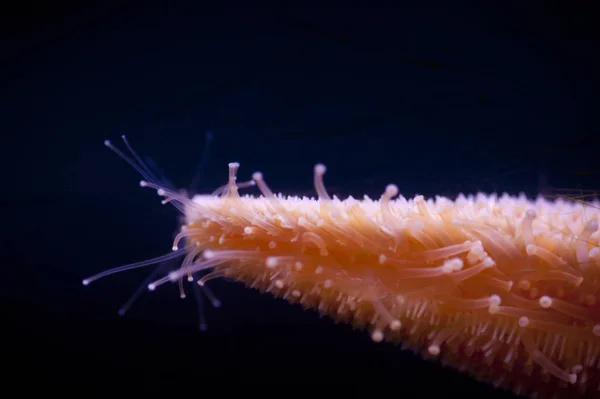 Egyik Gyönyörű Állatok Hogy Nem Található Szárazföldön Starfish Búvárok Búvárkodás — Stock Fotó