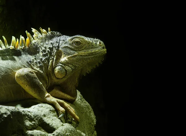 The iguana is a fantastic-looking creature. With crest along backs and tail, multiple textures skin and scaly \