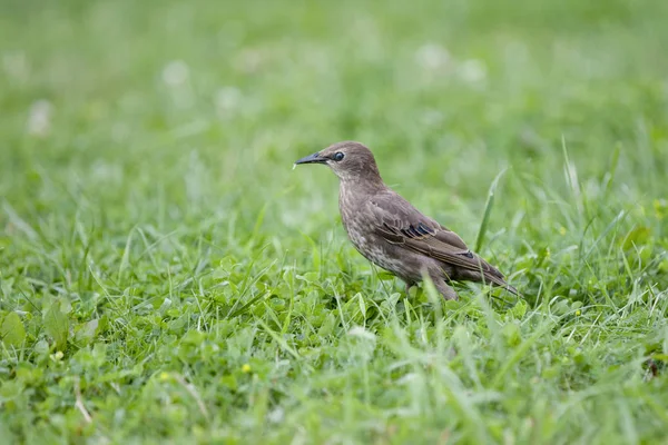Работы Ученых Орнитологов Сегодня Описали 699 Видов Птиц Самая Разнообразная — стоковое фото