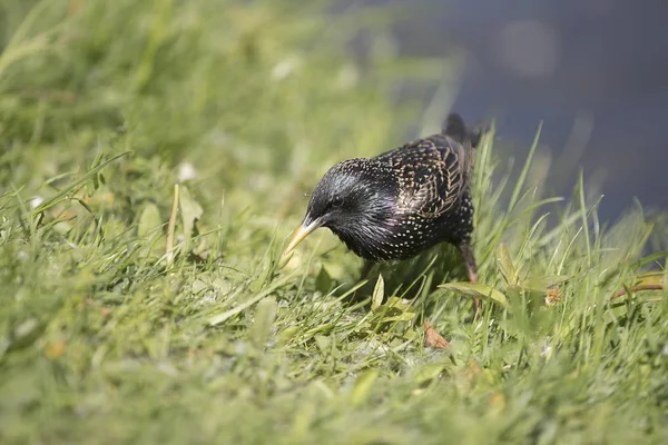 Díla Vědců Ornitologů Dnes Popisoval 699 Druhů Ptáků Nejrozmanitější Početnější — Stock fotografie
