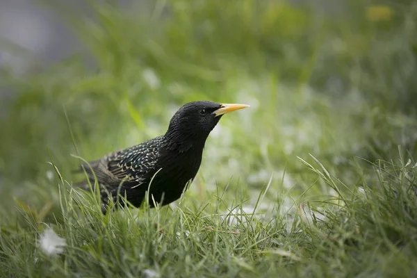Werken Van Wetenschappers Ornithologen Vandaag Beschreven 699 Soorten Vogels Het — Stockfoto