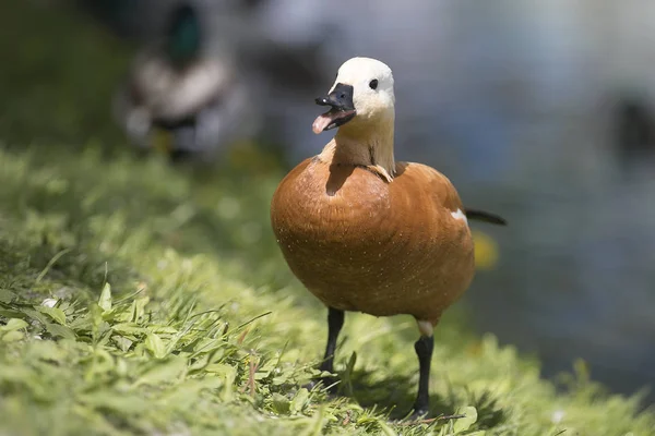 Díla Vědců Ornitologů Dnes Popisoval 699 Druhů Ptáků Nejrozmanitější Početnější — Stock fotografie